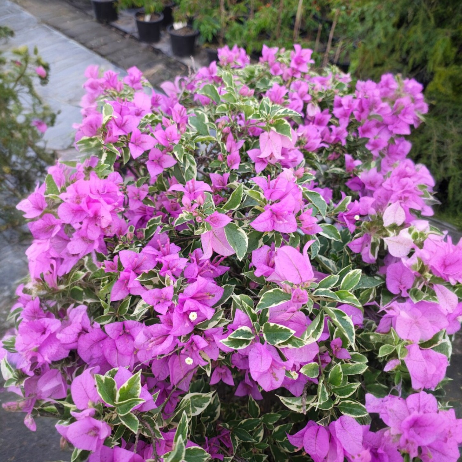 Bougainvillea Live Plant Exotic Multi Colour Varieties